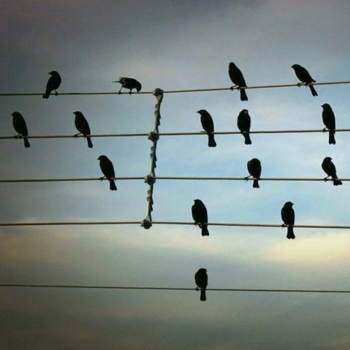 Съемка птиц с проводкой. Wire Birds. To Birds on a wire учение на пианино.